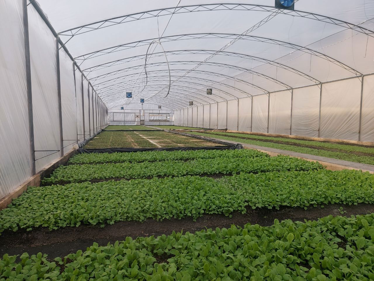 Establishment of a New Tobacco Greenhouse in Qax District