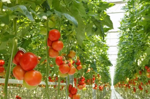 2-Hectare Tomato Greenhouse in Salyan District