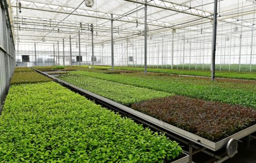 Grand Agro's Floriculture Greenhouse