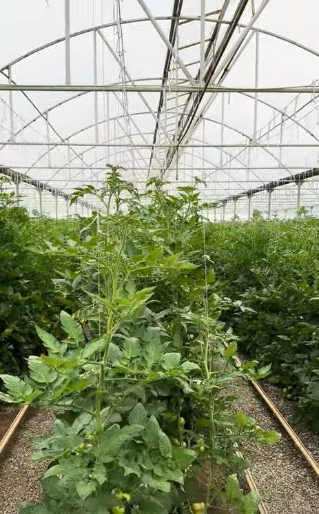 2-Hectare Tomato Greenhouse in Salyan District