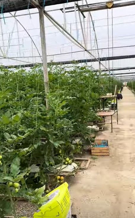 2-Hectare Tomato Greenhouse in Salyan District