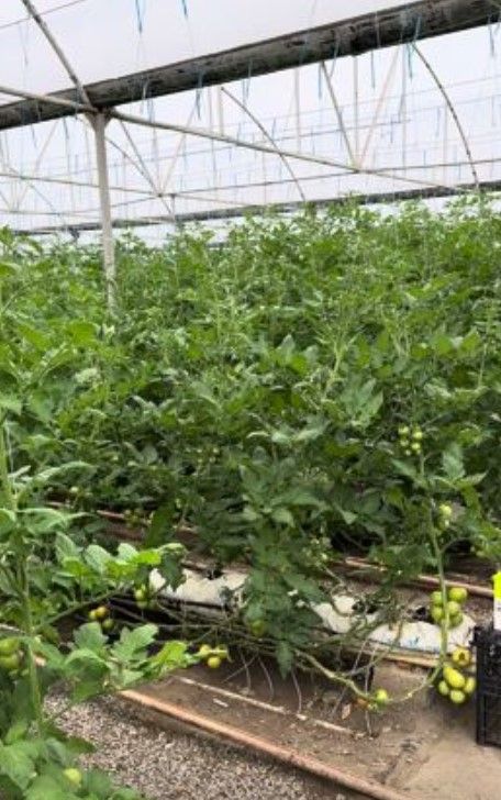 2-Hectare Tomato Greenhouse in Salyan District