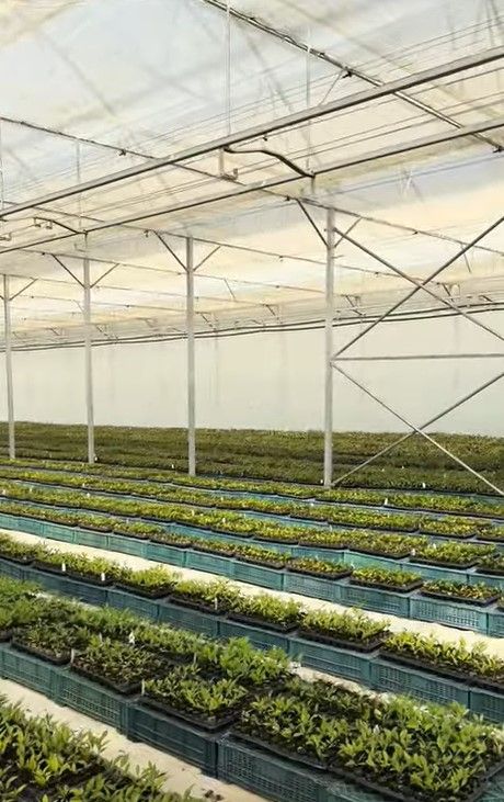 Grand Agro's Floriculture Greenhouse