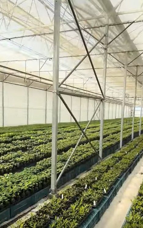 Grand Agro's Floriculture Greenhouse